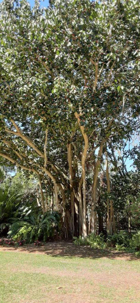 20200307_111700_Ficus_benghalensis.jpg