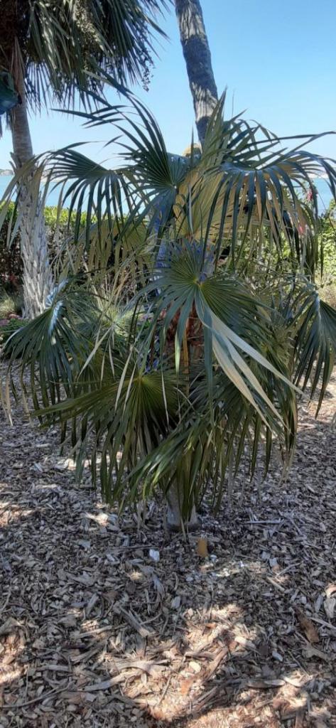 20200307_115848_Coccothrinax_argentata.jpg