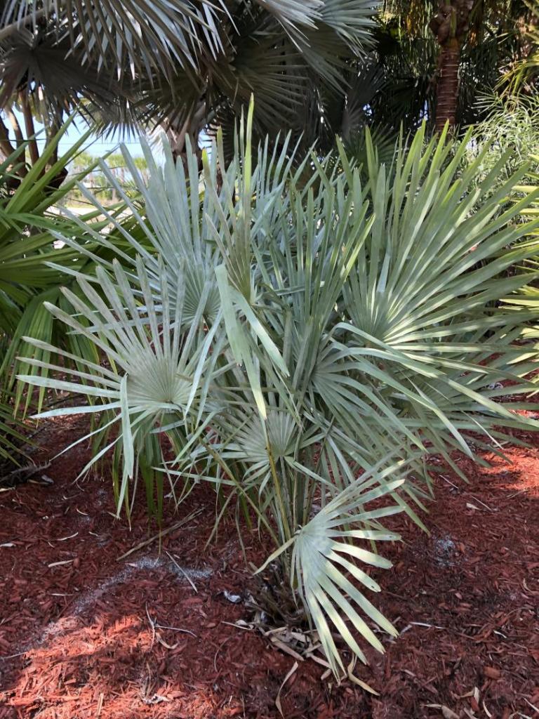 Copernicia prunifera 01 03-26-20.JPG