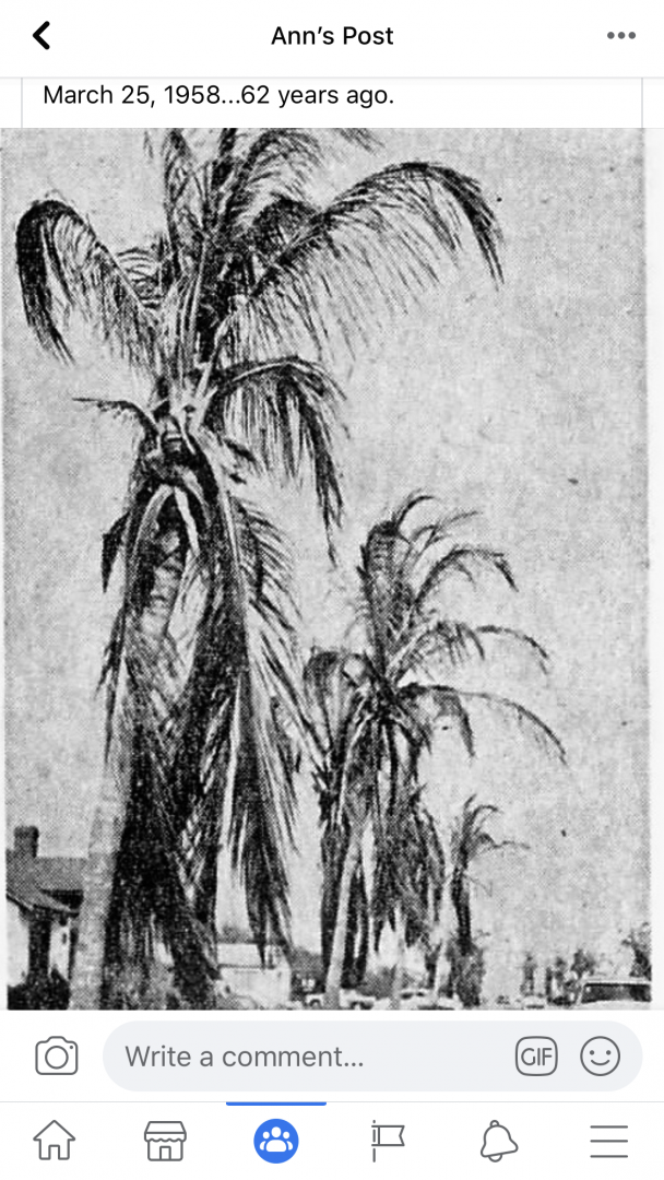 Old coconut photos Brevard Barrier Island