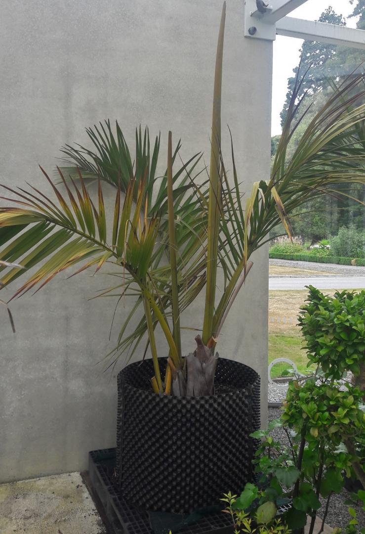 Dypsis decipiens, Parajubaea difficult transplant.