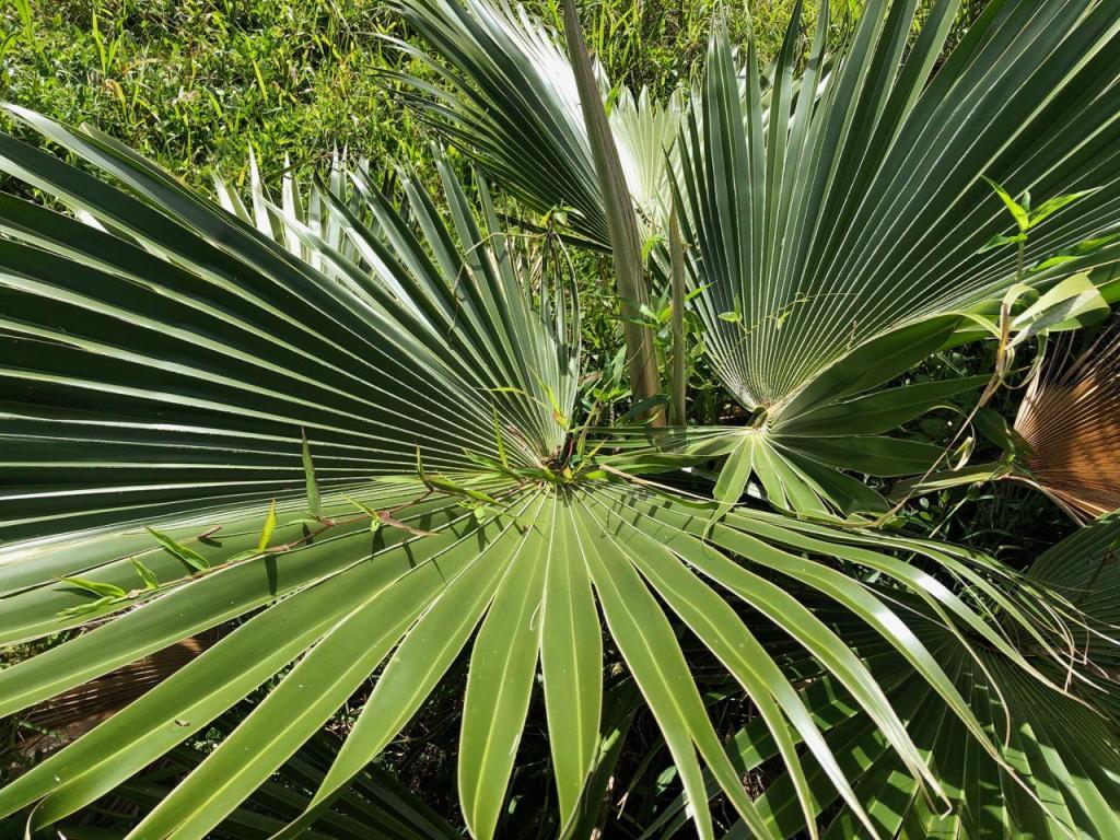 Pritchardia lanigera2.jpg