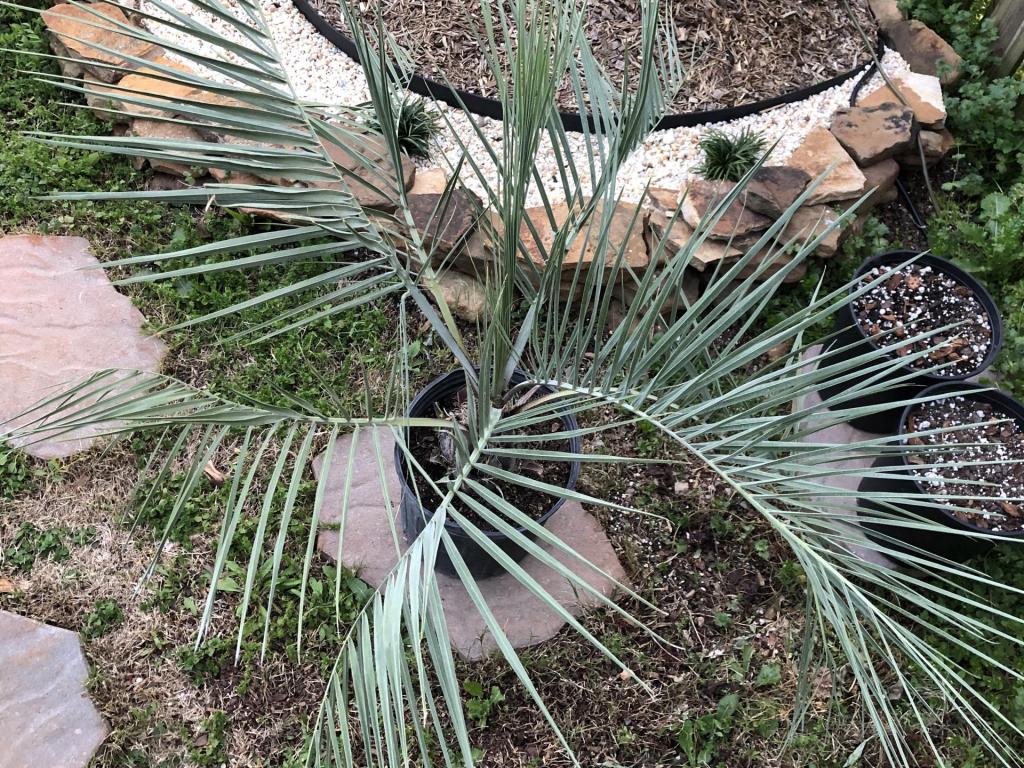 BButia207MAR2020.jpg