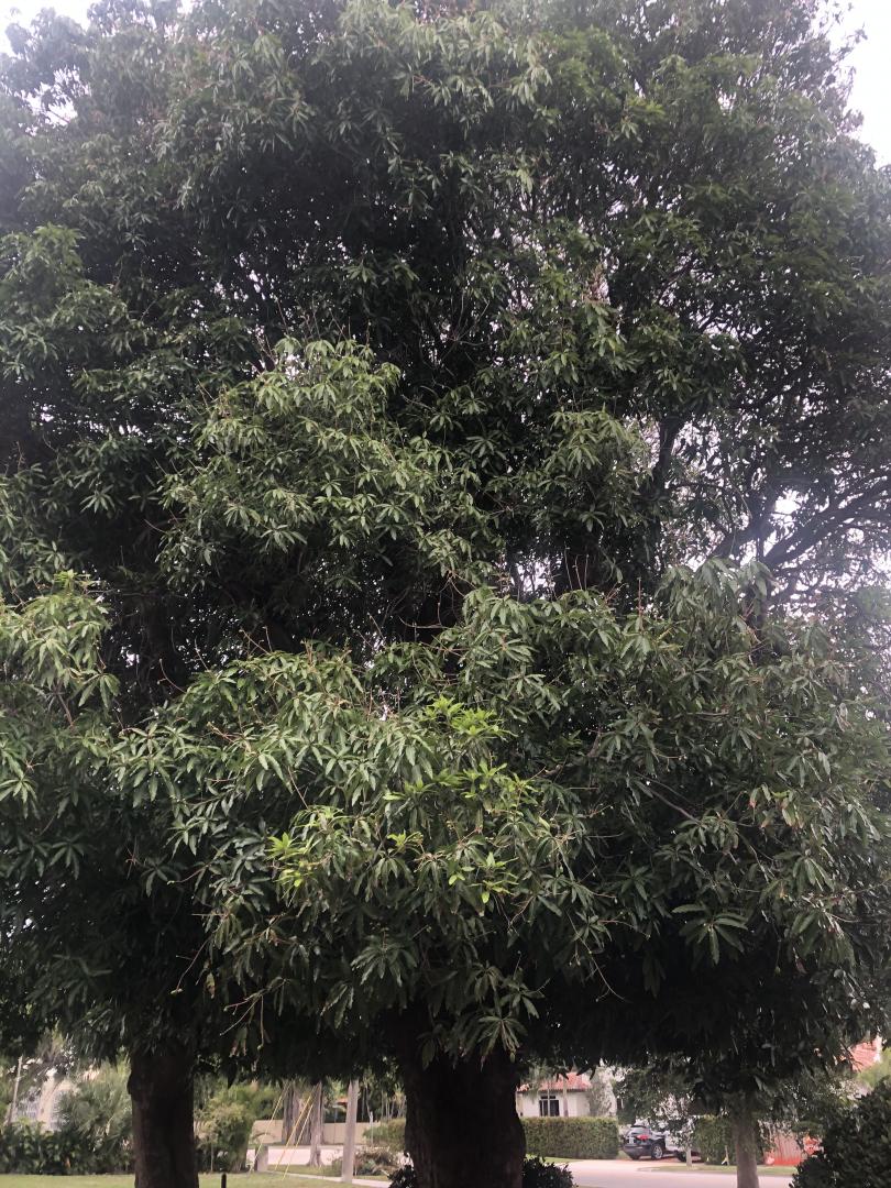 Forum: Blooming Mango Trees