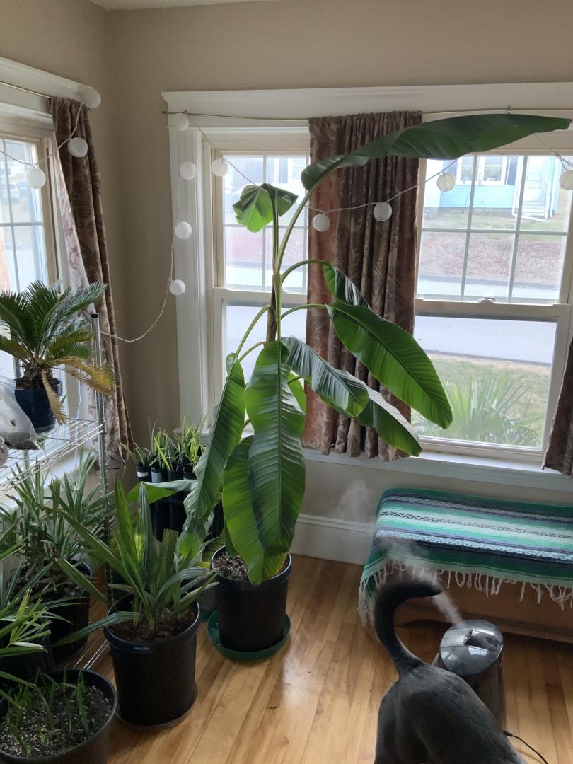 HELP!  What is going on with my Musa basjoo?