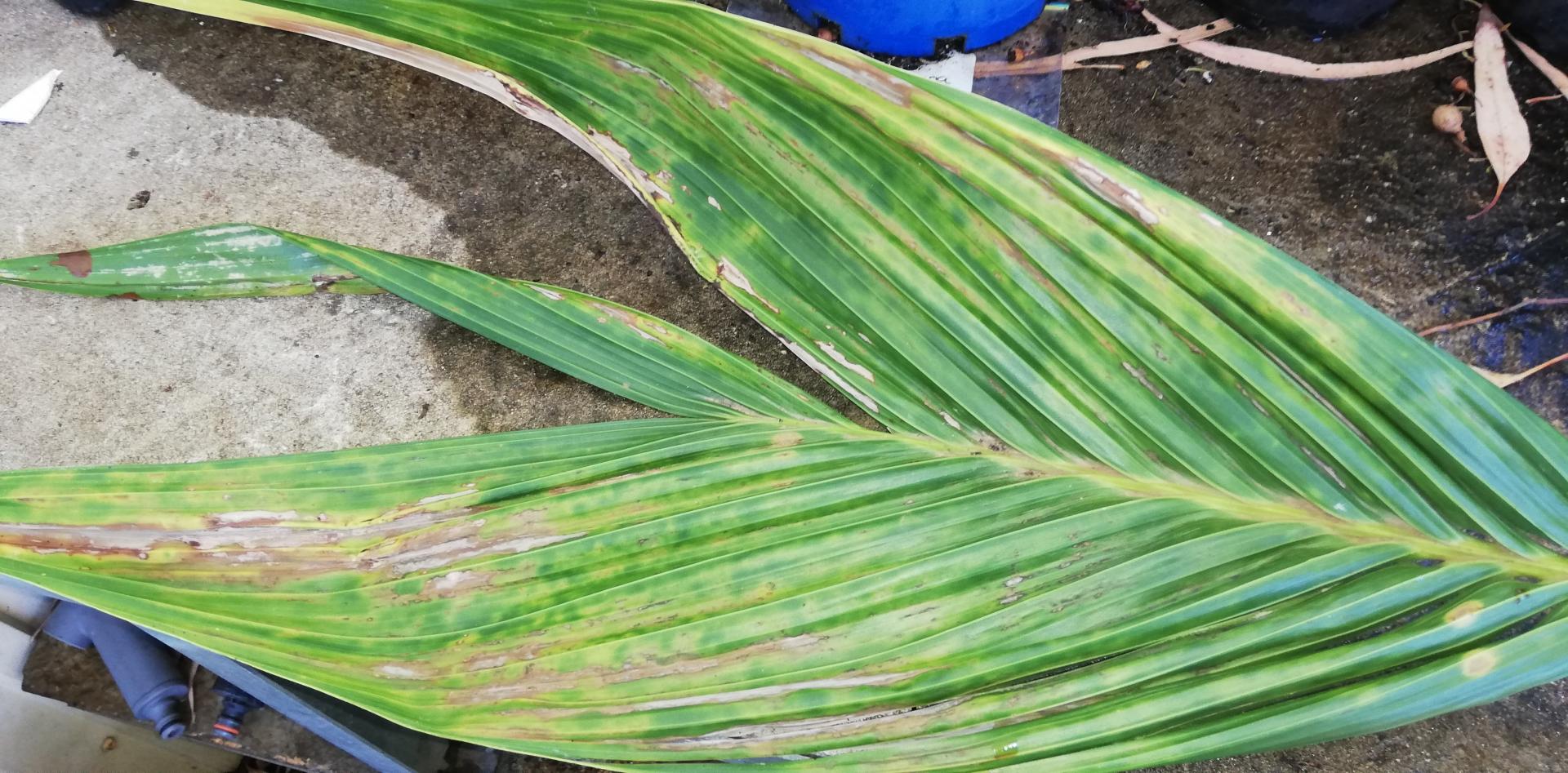 clinostigma savoryanum - fungal infection?