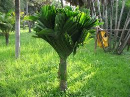 Areca catechu dwarf
