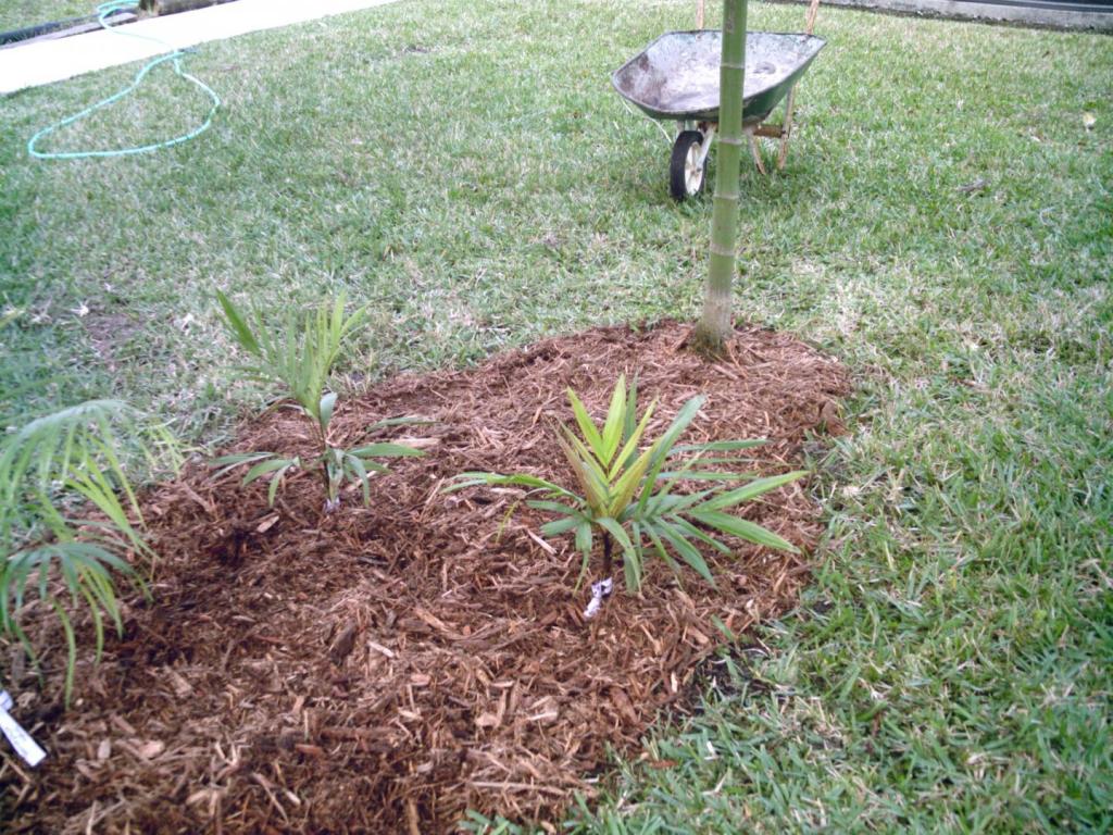1153388012_Backyardgarden0310-08.thumb.JPG.b39d6c8216cf05f9e495dcdcef2244fd.JPG