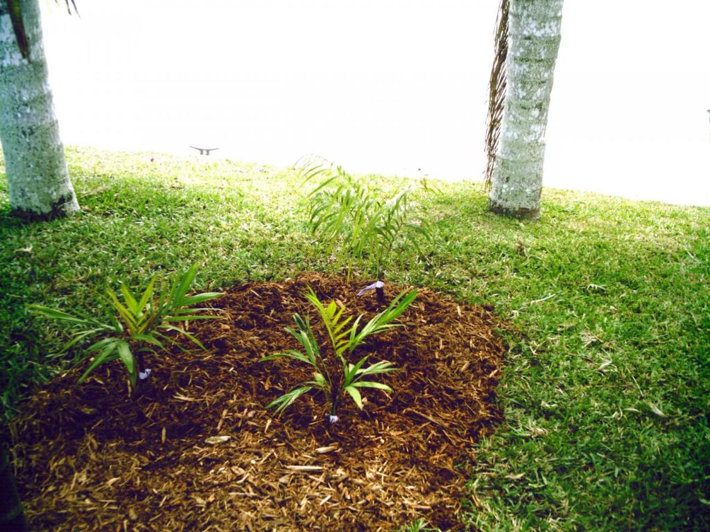 135133313_Backyardeast0104-08.thumb.JPG.21672c5a5c6988c217a93d2e46a25efc.JPG