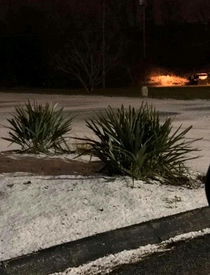 Cincinnati palms part 2