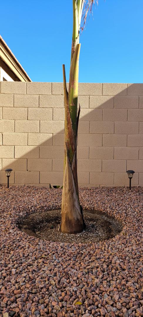 Planted royal palm, will this depression be okay?