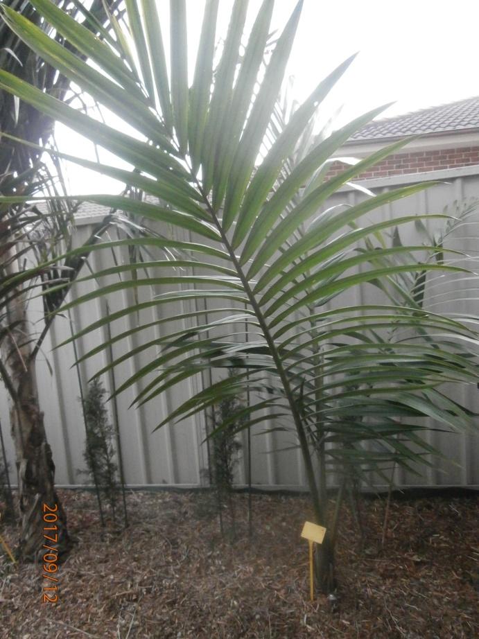 420928780_Kentiopsisoliformis(1).JPG.263a550f7683d56022aa2ae48ec0e4de.JPG