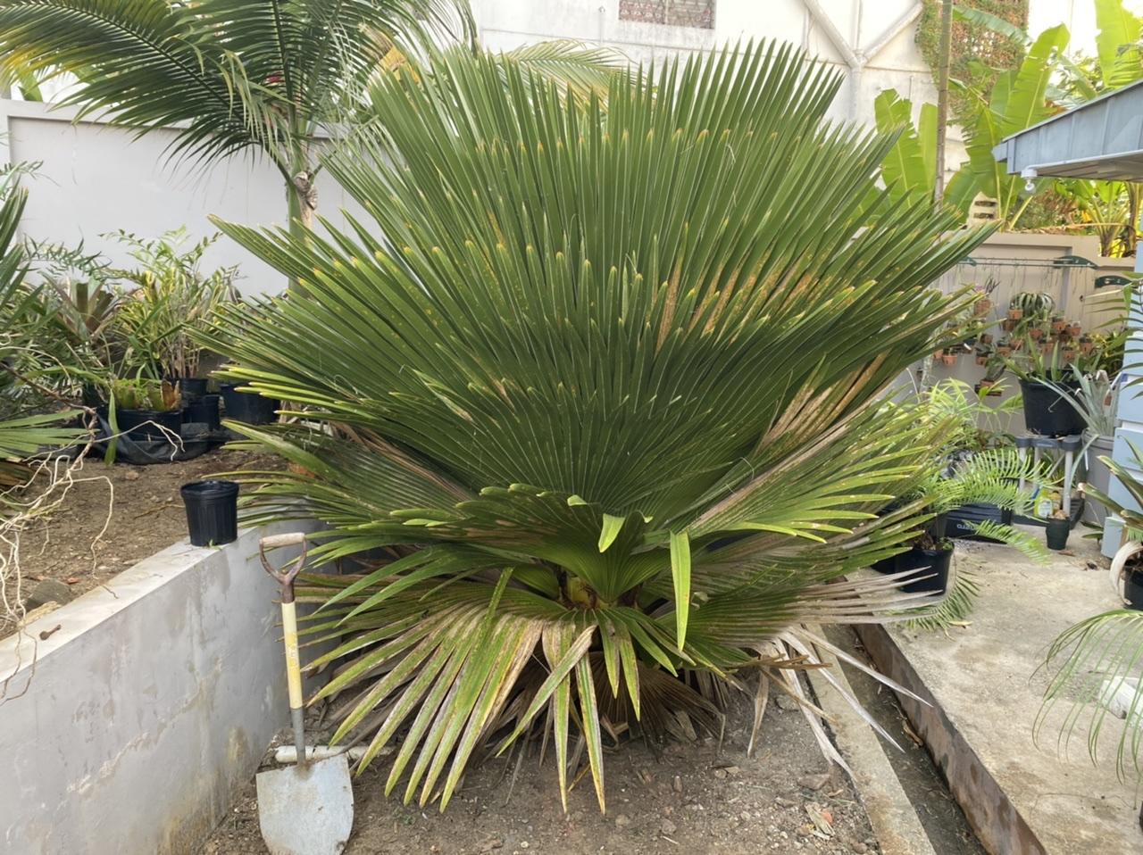 C. Magroglossa