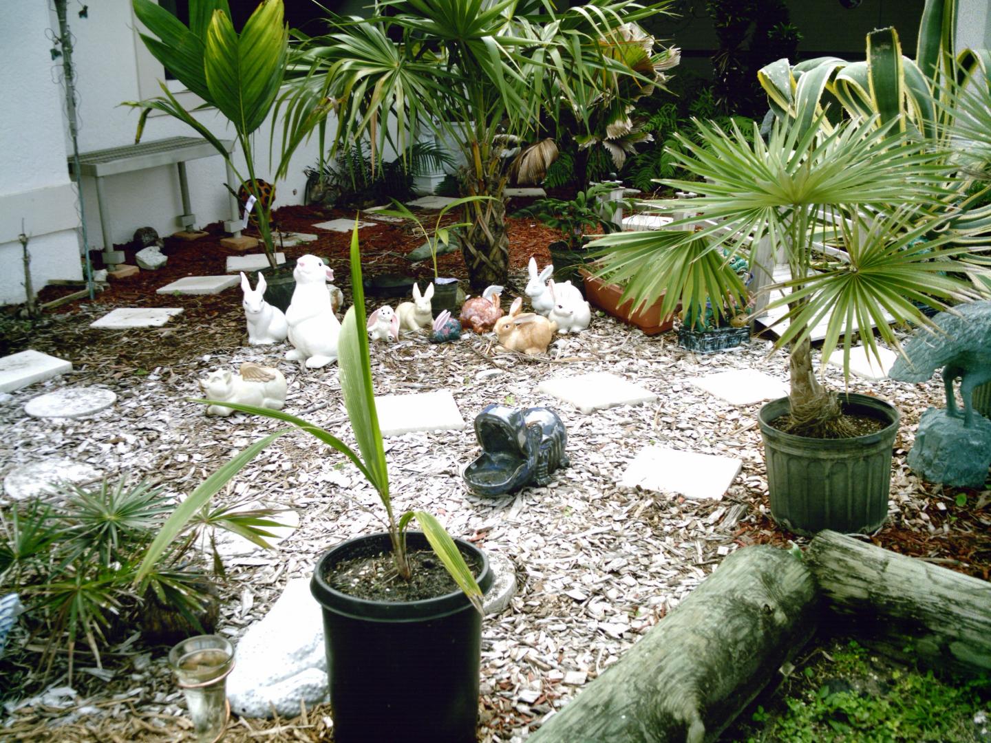 In the Beginning with Palms........
