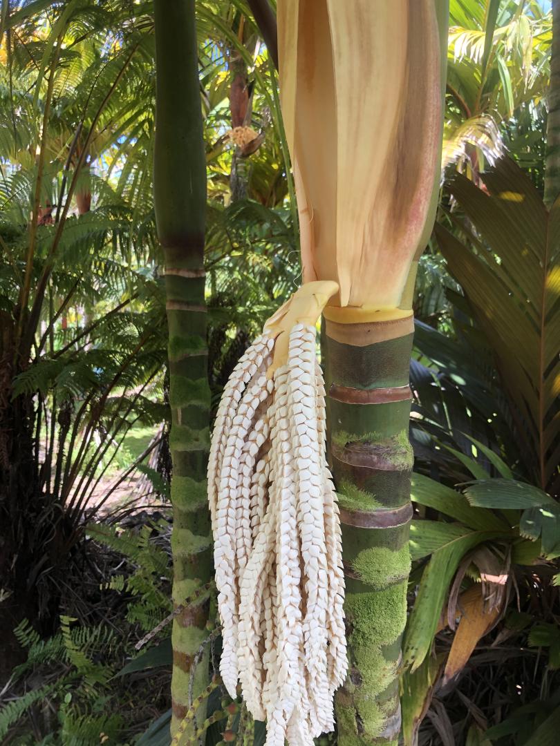 Pinanga Pops Out Inflorescence