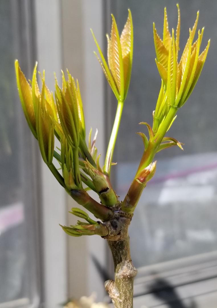 Bombacoideae Trees for zone 9B? TROPICAL LOOKING PLANTS Other Than