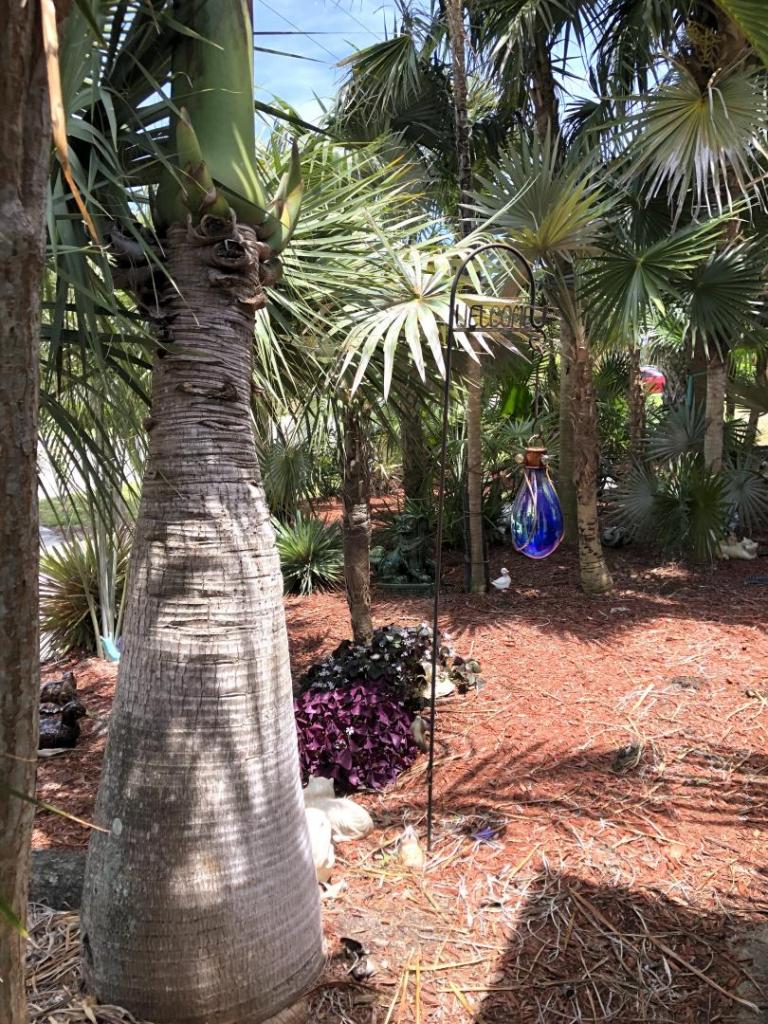 1355810756_CaribbeanGarden0105-02-20.thumb.JPG.4ae7db84a980d64424fcb18c80b8a528.JPG