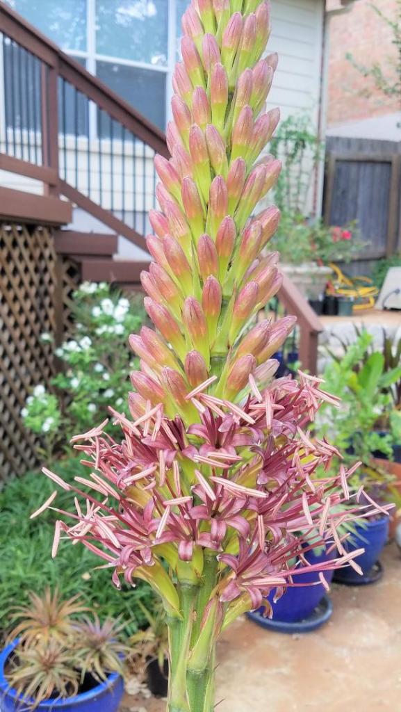 agave inflorescence closeup.jpg