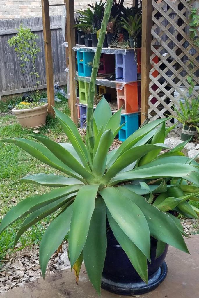 agave celsii .jpg