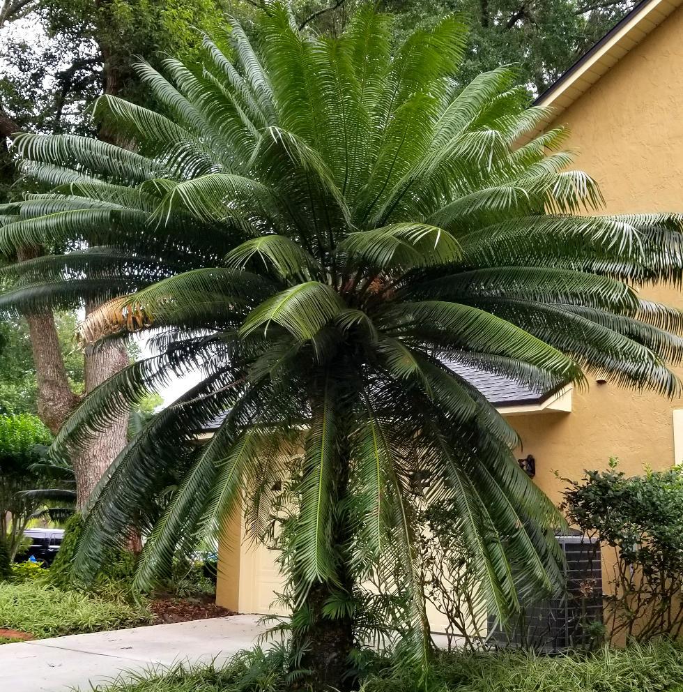 1693204940_CycasThouarsiiLongwood.jpg.5f2d29124a660fedd8dca6f7f84c0d3f.jpg