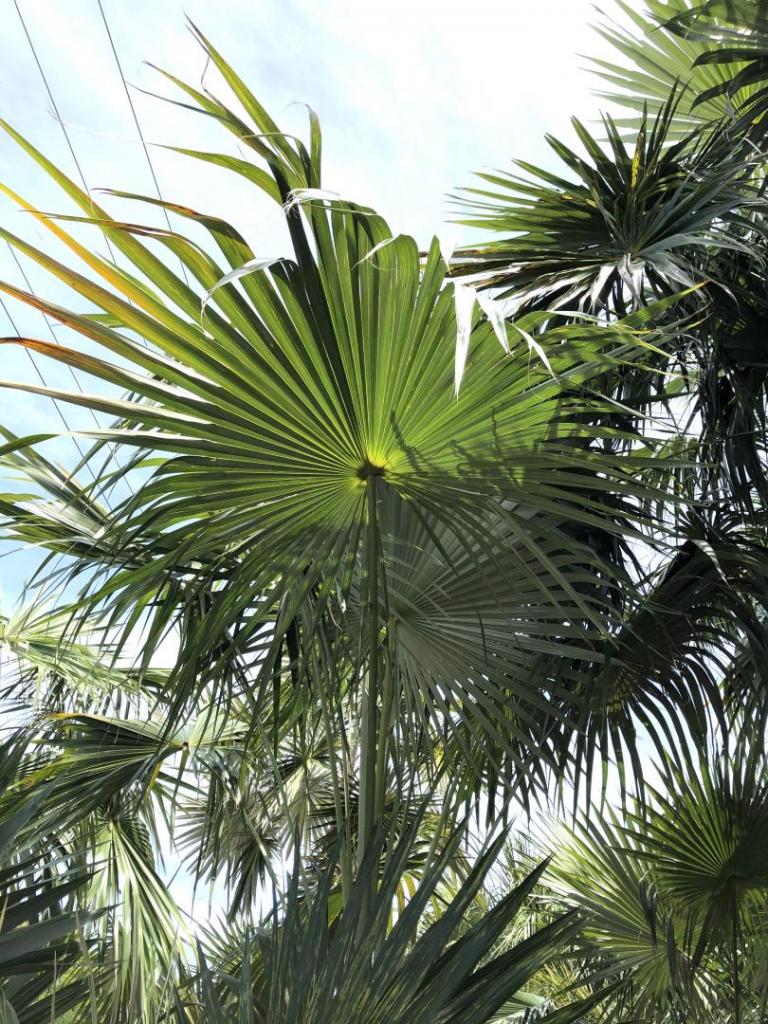 1734892988_CaribbeanGarden1005-02-20.thumb.JPG.11eb041ba9aab827beac574a0af6a2e1.JPG
