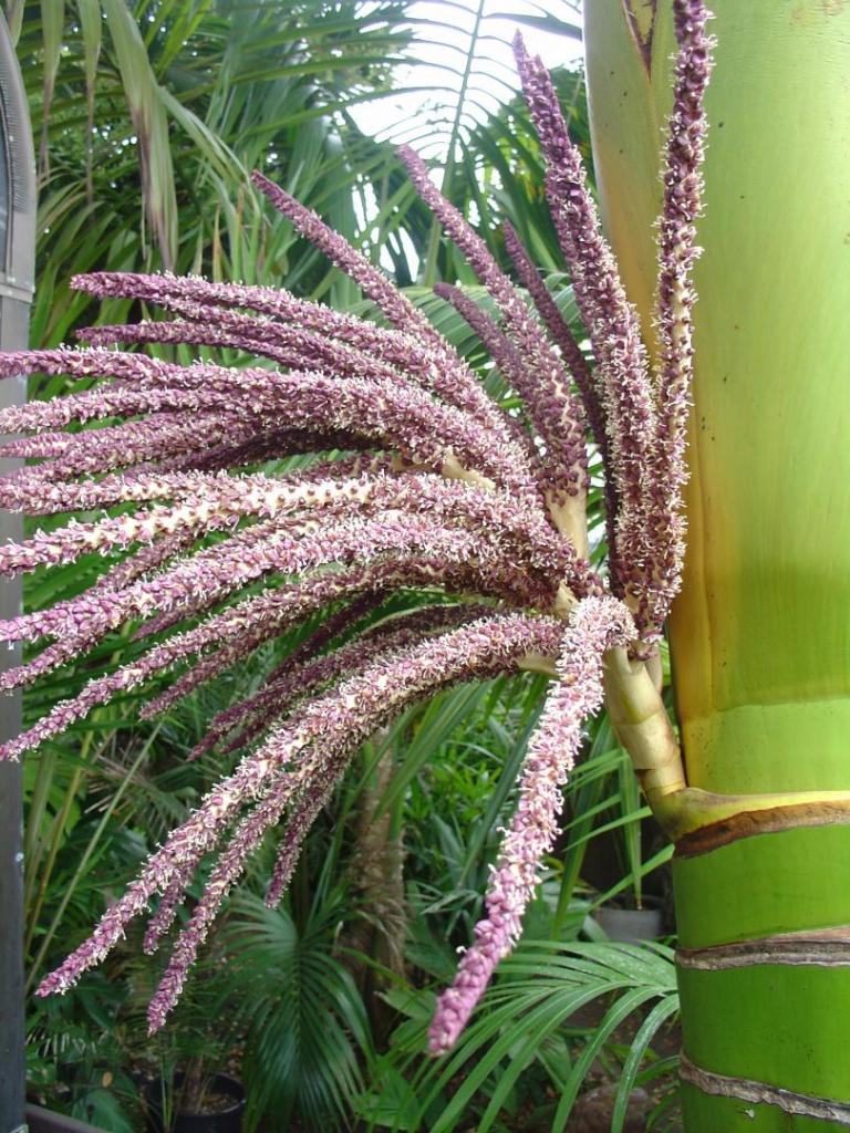 Rhopalostylis sapida.jpg