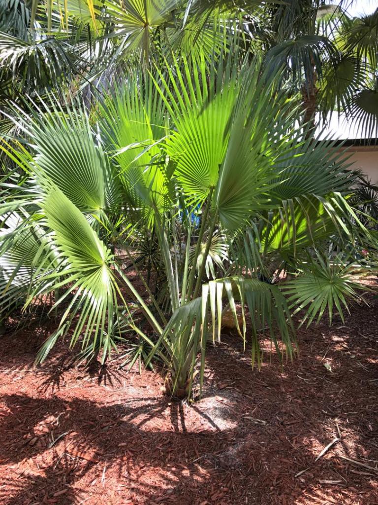 1844424561_Coperniciaberteroana0105-02-20.thumb.JPG.df5e54fadcf3dd57c76b7a944176ec33.JPG