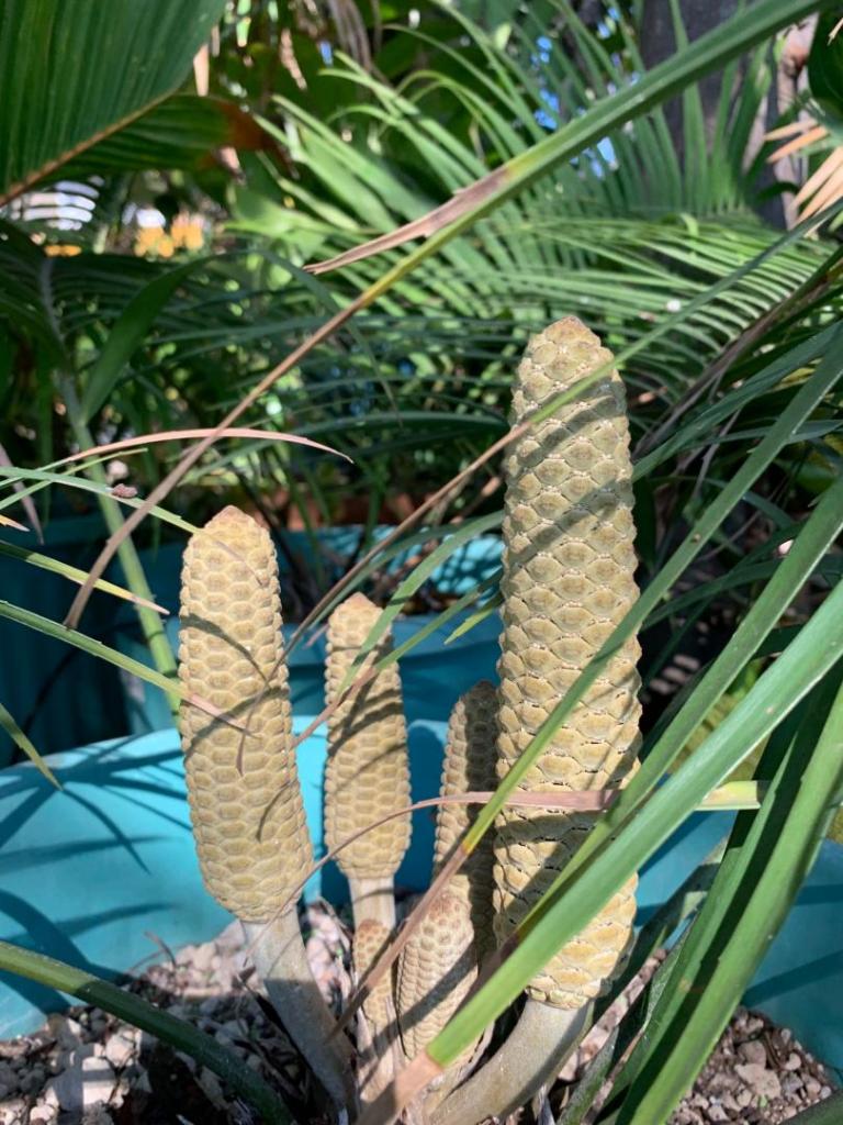 Zamia paucijuga cone.jpg