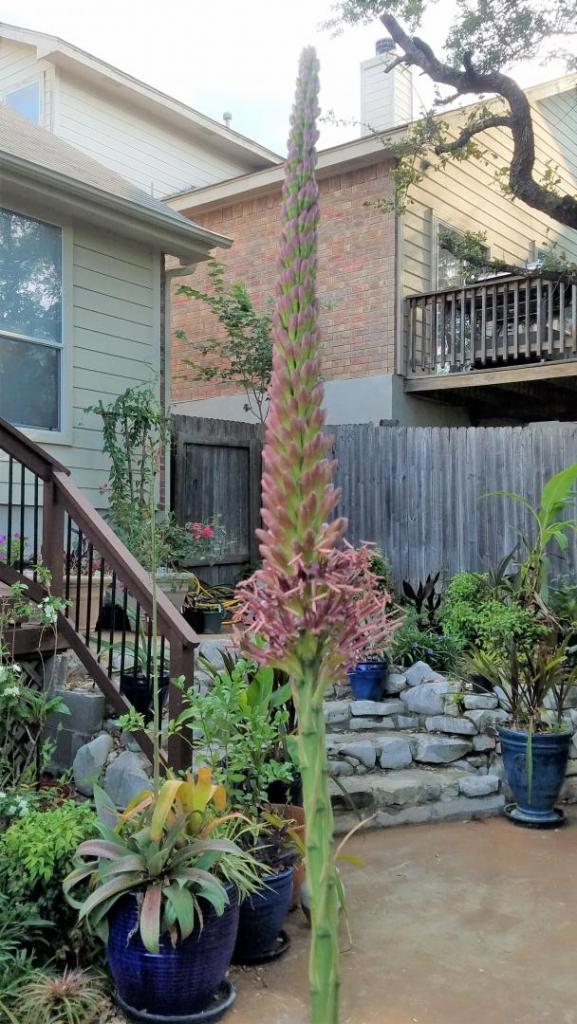 agave celsii inflorescence.jpg