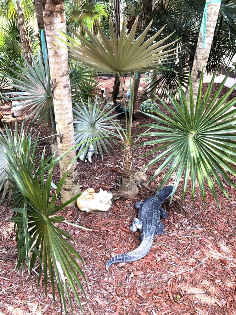451534234_CaribbeanGarden1105-02-20.thumb.JPG.626d822b531d830b2e28f2fc9be20b34.JPG