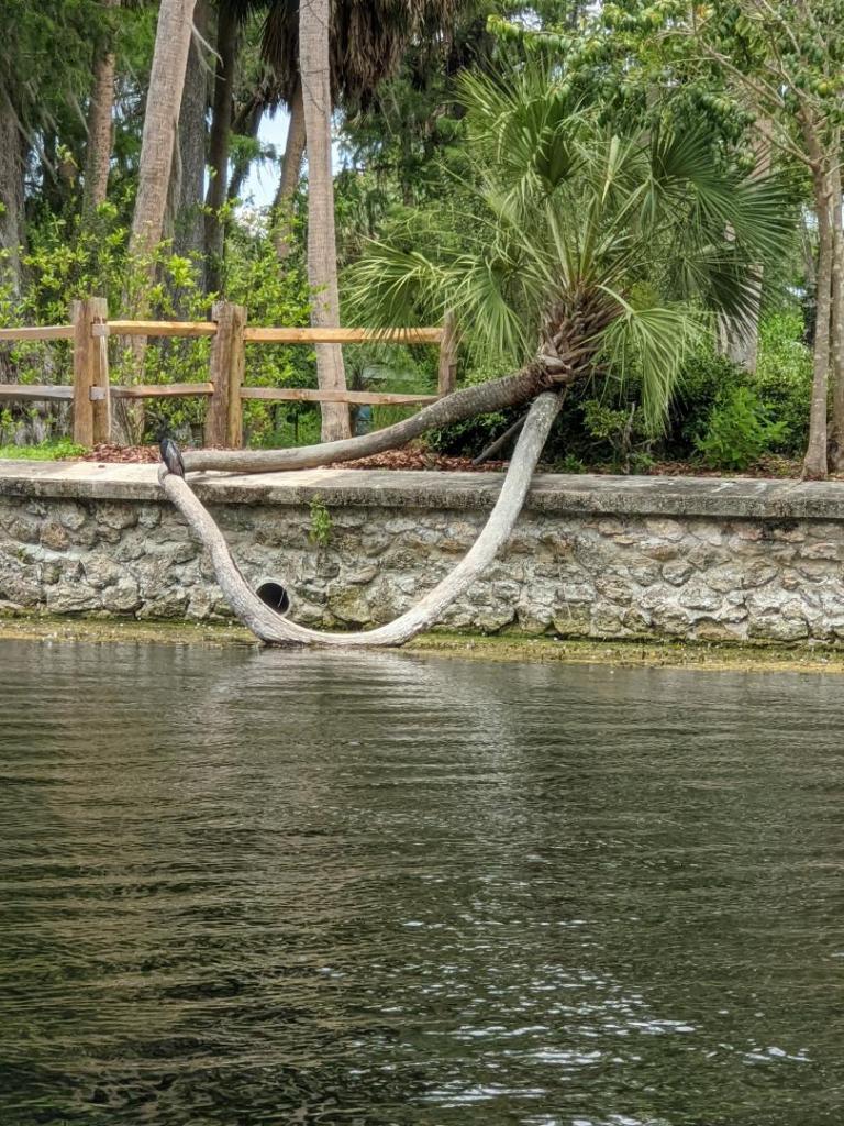 504606111_SablePalm.thumb.jpg.62db7cf35c0f7795aea3b8800dc25b4e.jpg
