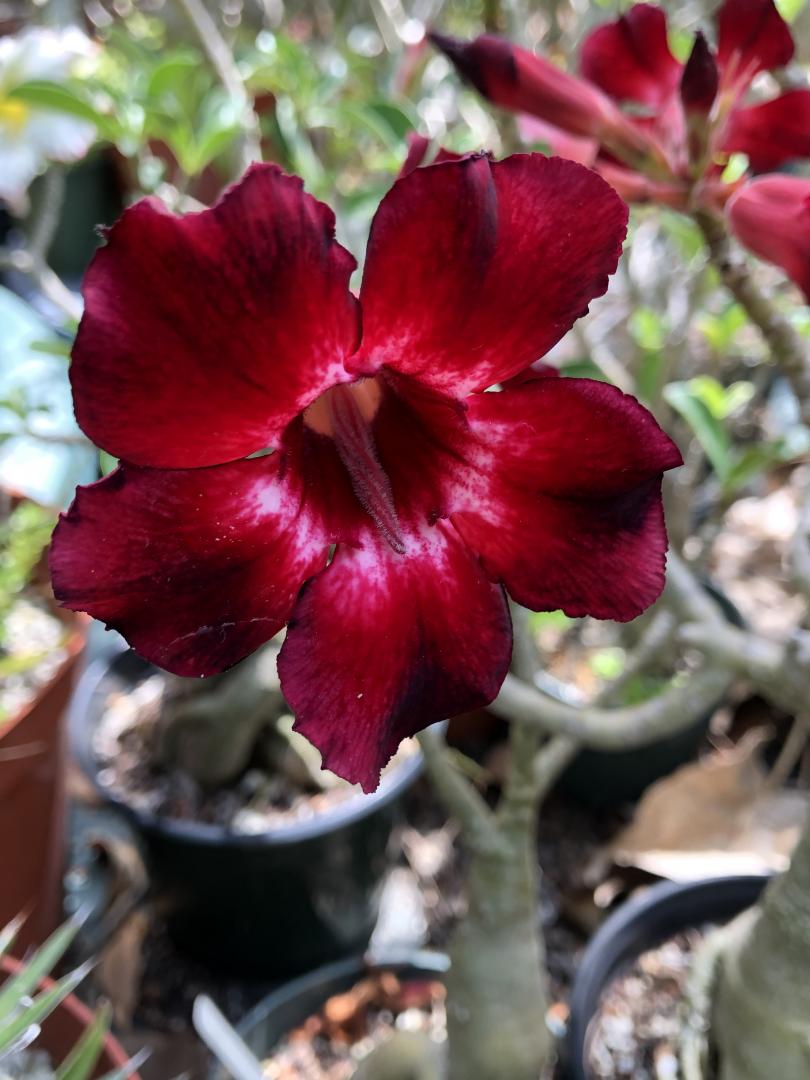 Desert Rose Blooms for Mother's Day TROPICAL LOOKING PLANTS Other Than Palms PalmTalk