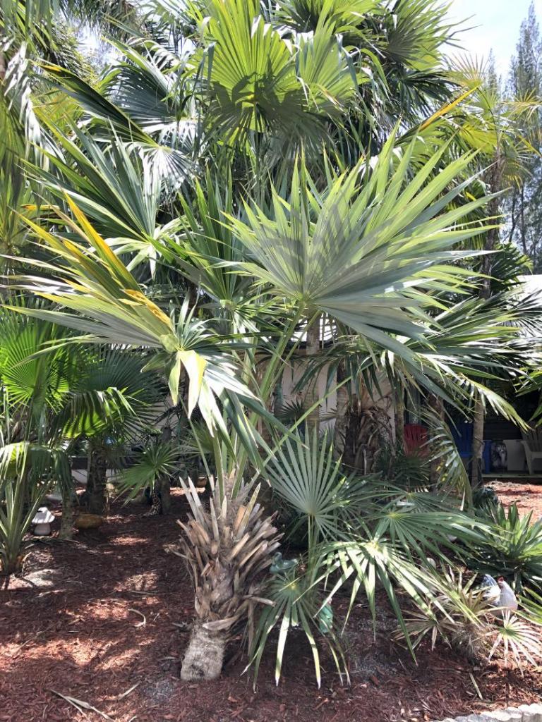 744702247_Leucothrinaxmorrisii0105-02-20.thumb.JPG.5be5b2570e9e303b0e4ac22322ae0bc1.JPG