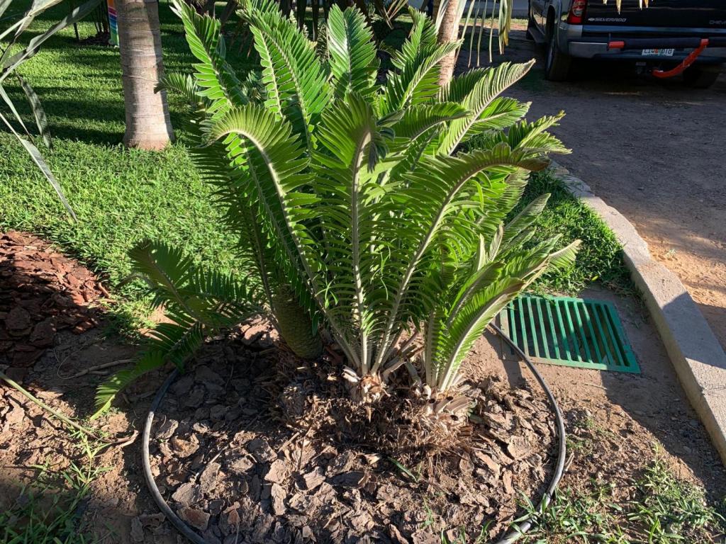 Encephalartos manikensis.jpg