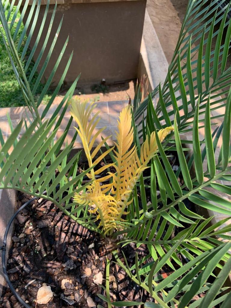 Encephalartos longifolius yellow.jpg