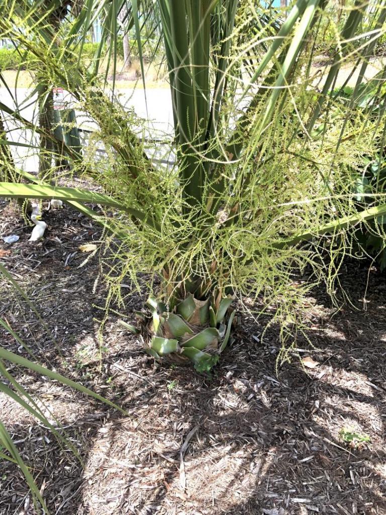 875118286_SabalmiamiensisLeuGarden0205-02-20.thumb.JPG.15f6e1f4338efe007eef3a49d13d3983.JPG
