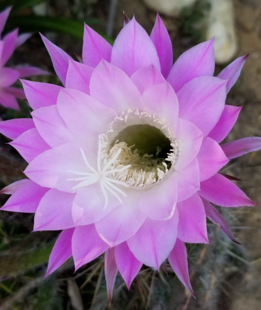 Echinopsis1.png