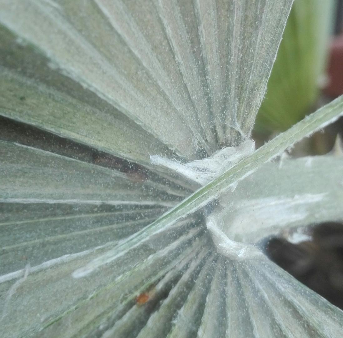 Infected Chamaerops Humilis