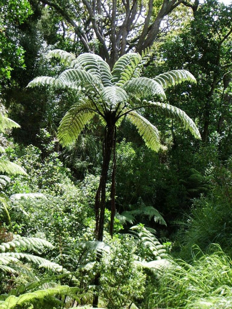 1200px-Cyathea_medullaris.JPG