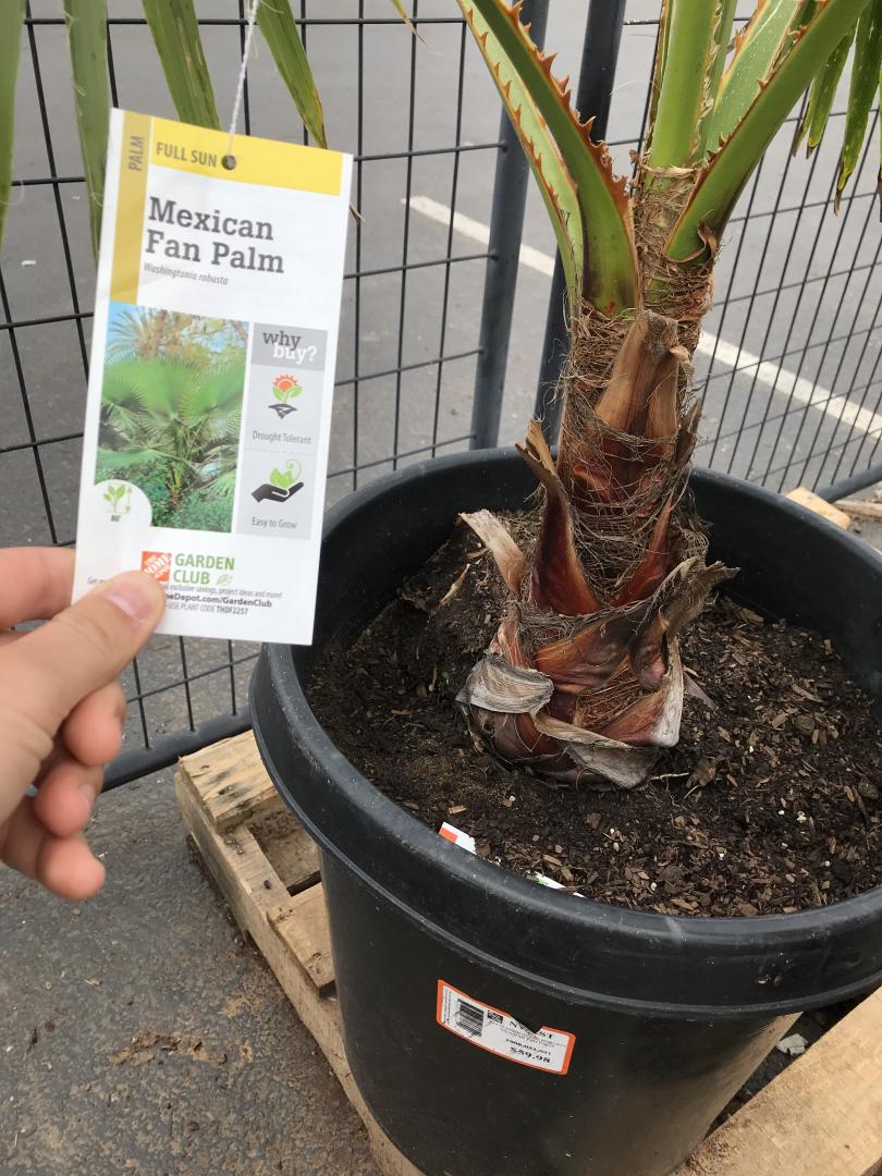 Pnw Tropical Plant Home Depot Sale Tropical Looking Plants Other Than Palms Palmtalk