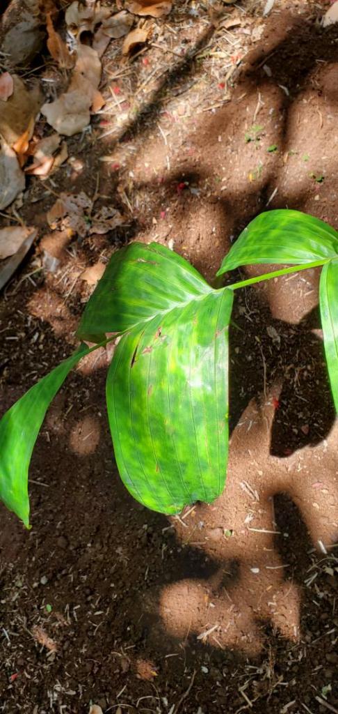 Pinanga maculata-20200618_133708.jpg