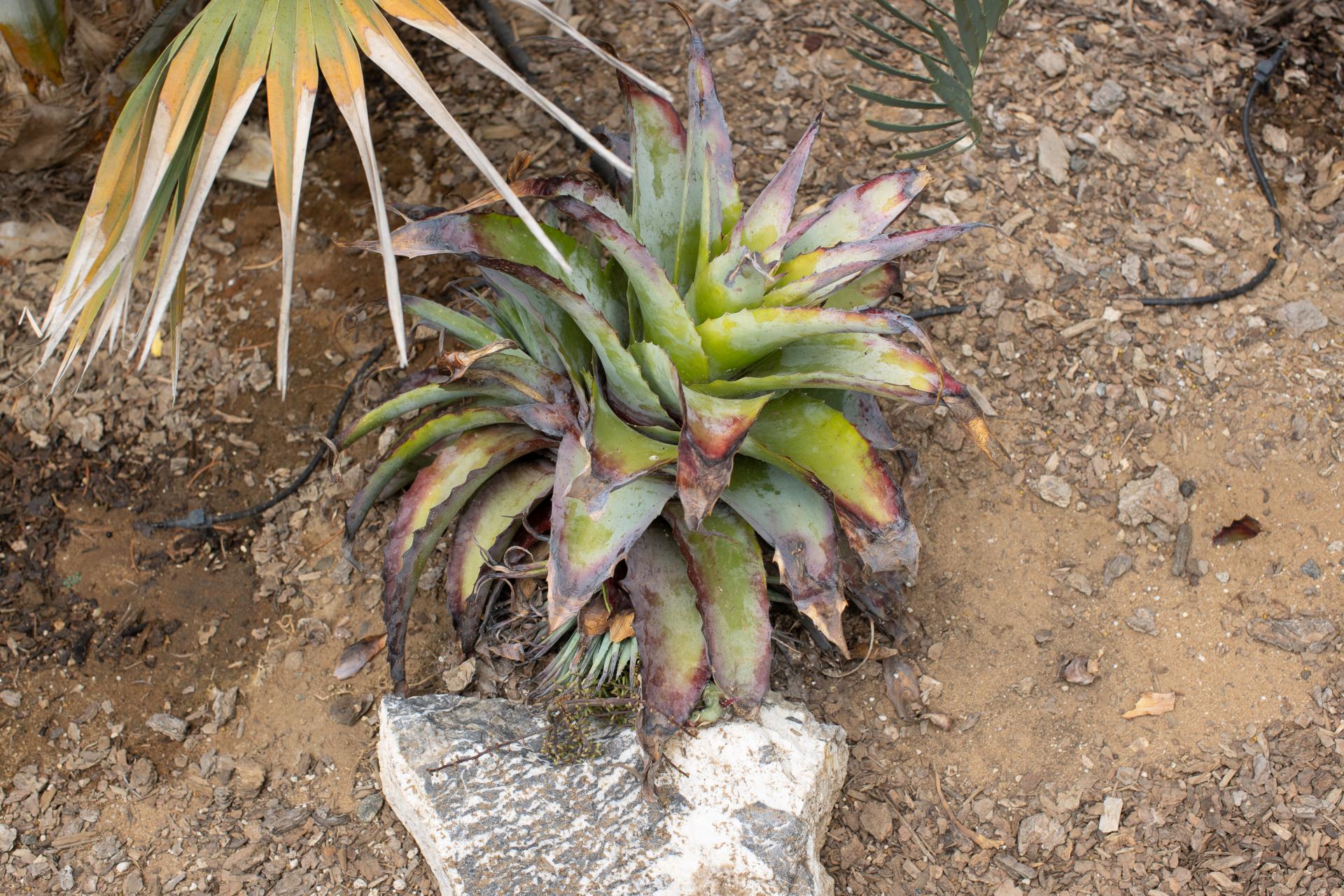 Hechtia glauca planting advice - TROPICAL LOOKING PLANTS - Other