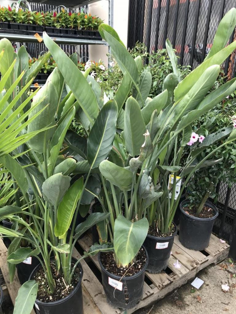 PNW Tropical Plant Home Depot Sale TROPICAL LOOKING PLANTS Other