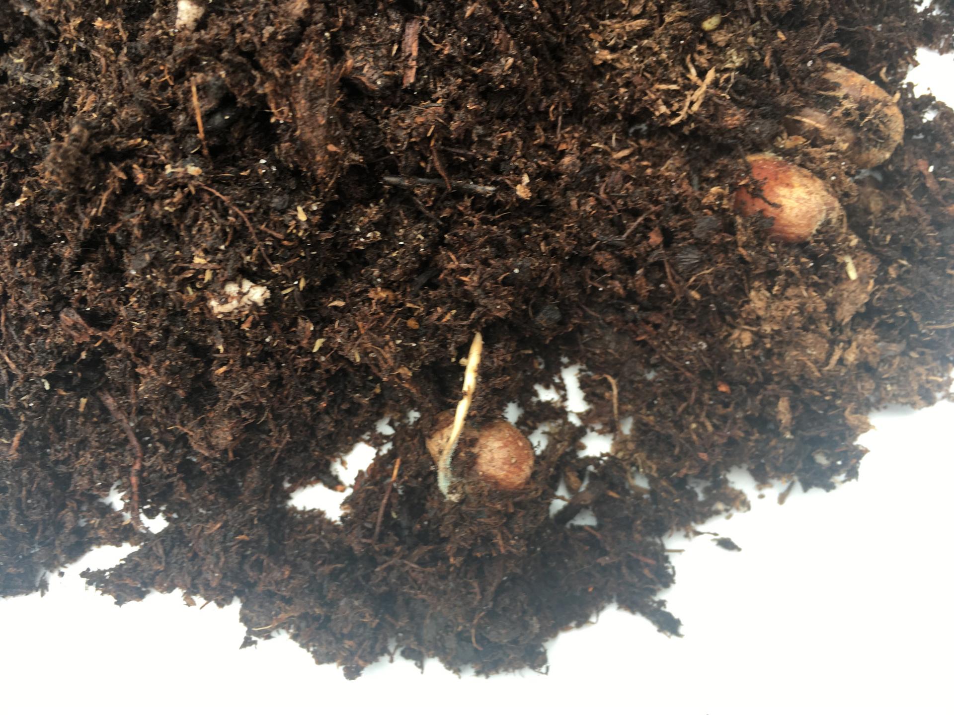How long after germination do Phoenix canariensis and dactylifera send up their first cotyledon/leaf?