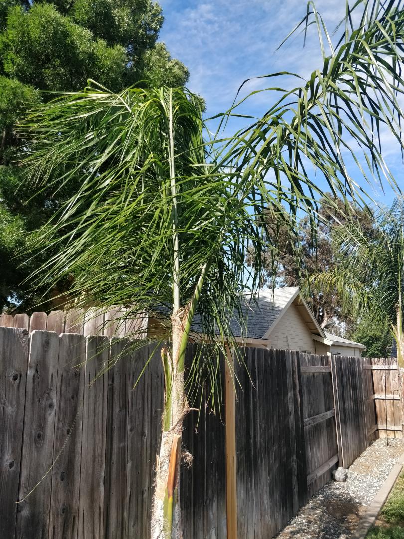 Identification (New to Palm Trees)