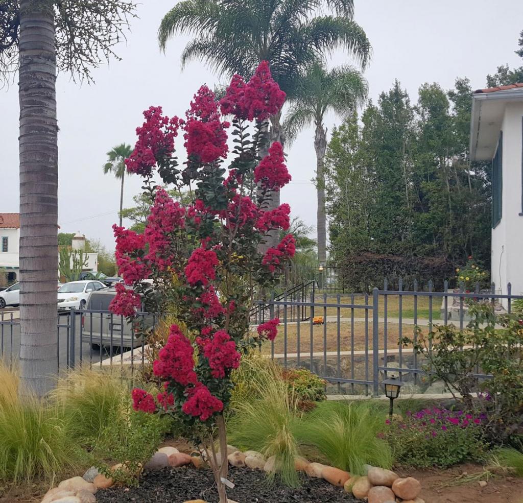 Pink Velour Crape Myrtle