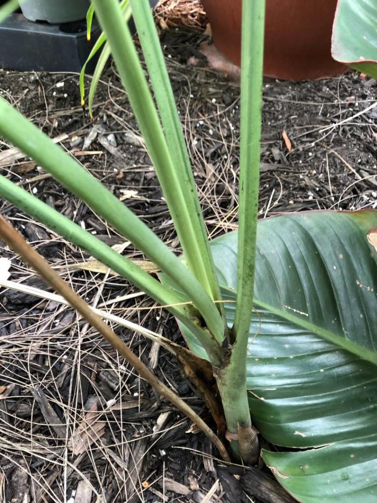 2016727566_Chamaedoreaspwseeds0607-23-20.thumb.JPG.935b6bd8fe2d08f4528a02a44c317d83.JPG