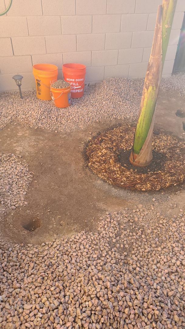 Is overwatering my royal palm causing ground around it to never dry out?