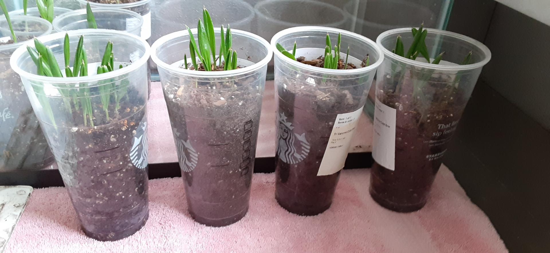 Ptychosperma elegans - Community Pots