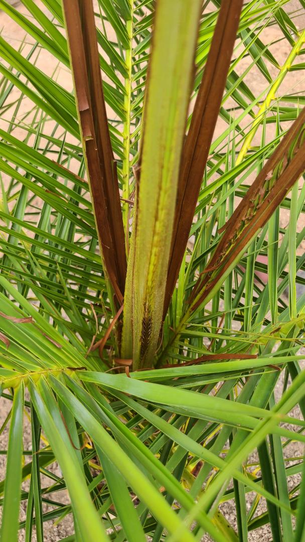 What is causing this burned look on my canary island date palm